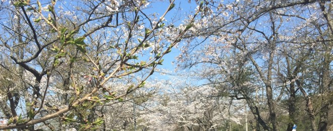 桜に魅了される日本人