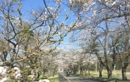 桜に魅了される日本人