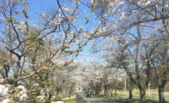 桜に魅了される日本人