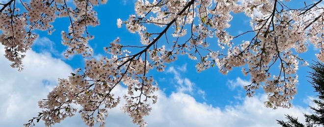 八幡平ライジングホテルさくら