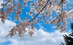 八幡平ライジングホテルさくら