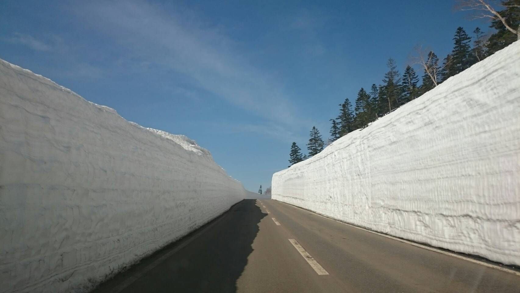 雪の回廊桜とともに