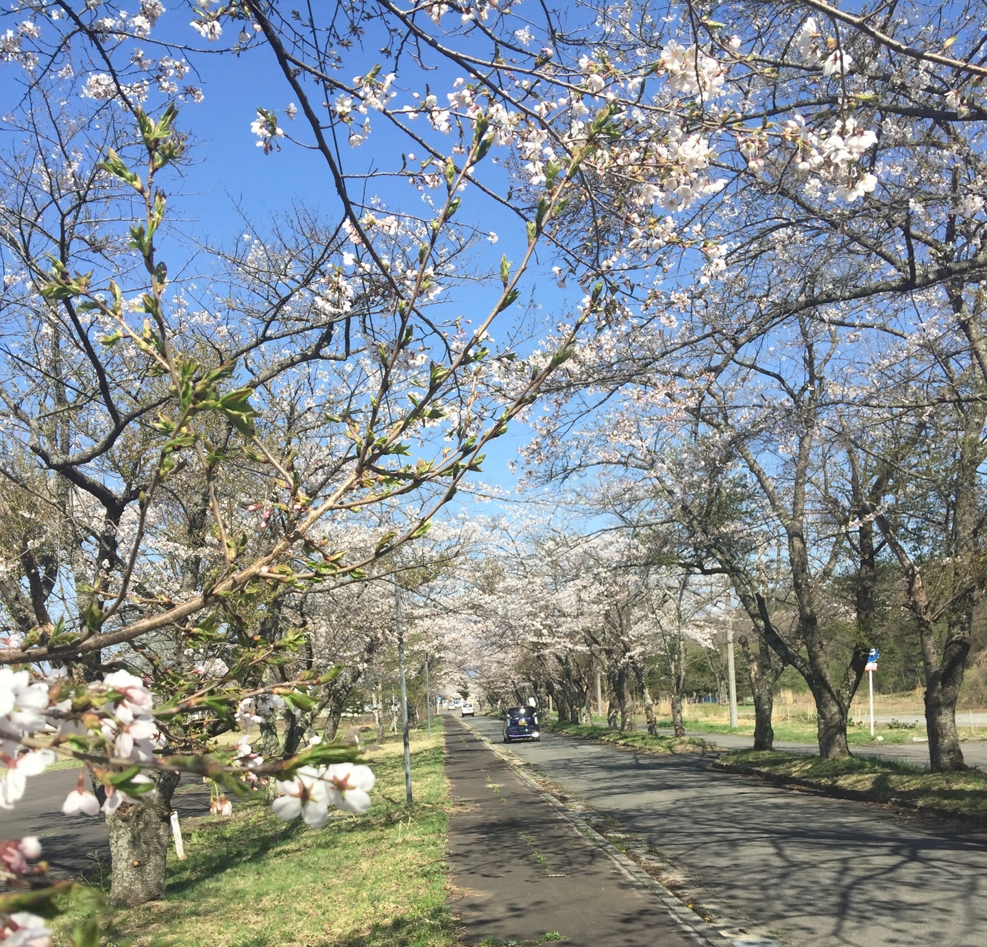 桜に魅了される日本人